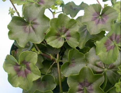 Ivy Geranium .... not blooming ... large plant