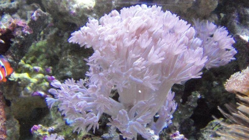 Pink Pumping Xenia and Candy Cane Corals