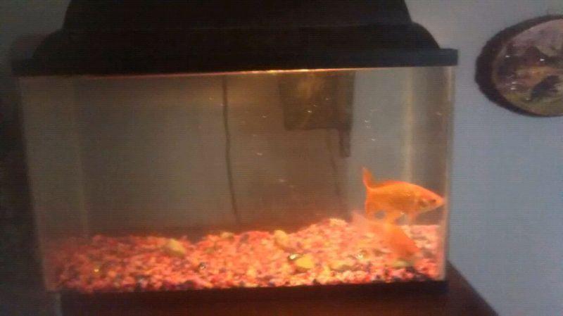 10 gallon fish tank and fish