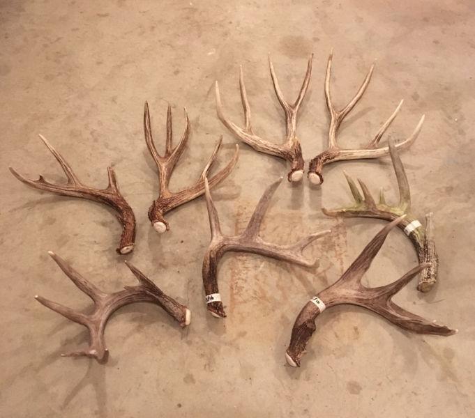 Shed antlers