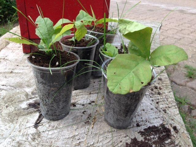 Burr Oak seedlings