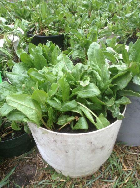 Healthy Green Smoothies! FRENCH SORREL-Mature Perennials