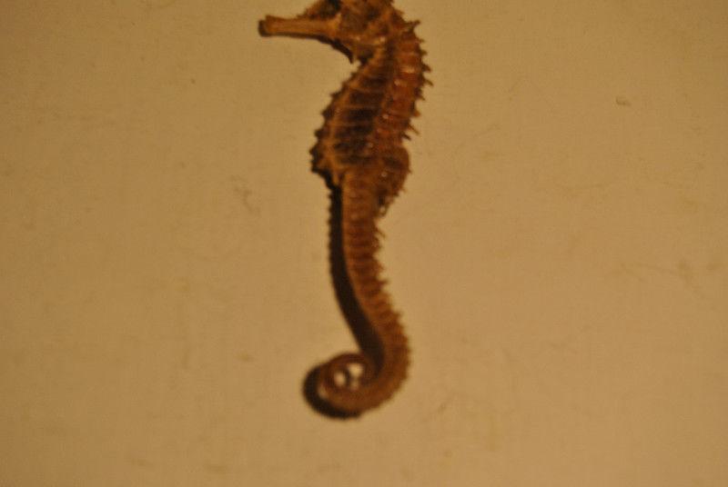 Beautiful Dried Sea Horse