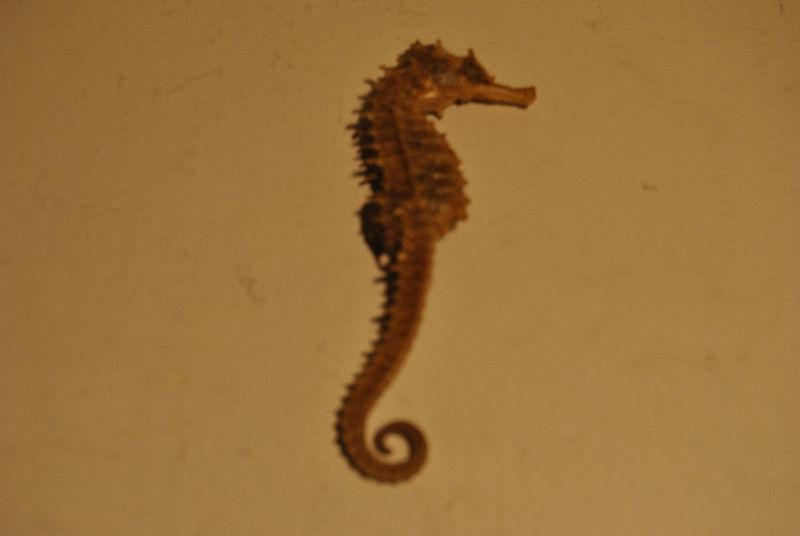Beautiful Dried Sea Horse