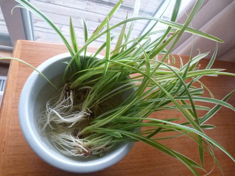 Indoor Spider Plants