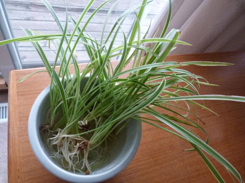 Indoor Spider Plants