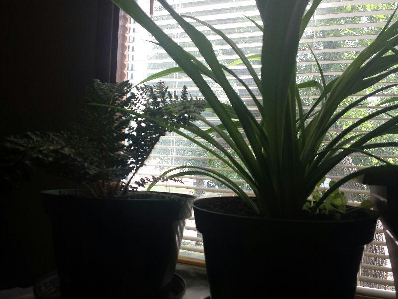 Indoor/Outdoor Plant Growing