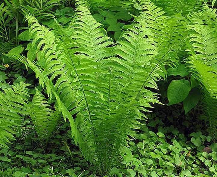 Wanted: Looking for free Fern