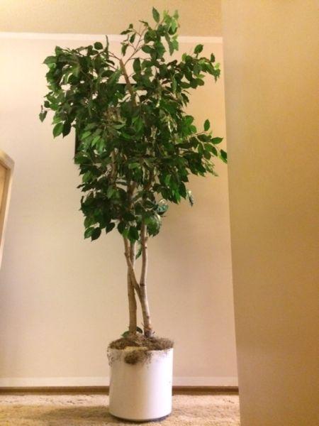 Wanted: Stunning artificial potted tree