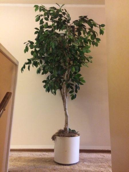 Wanted: Stunning artificial potted tree