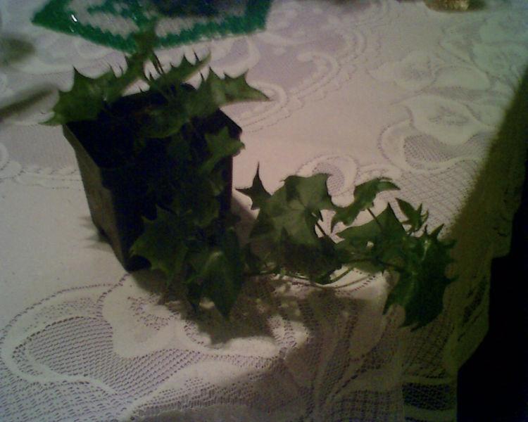 Indoor Houseplant-German Ivy