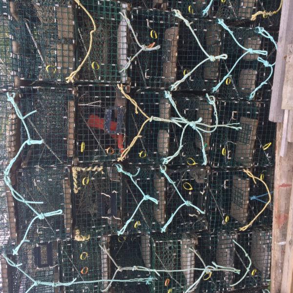 Lobster Traps