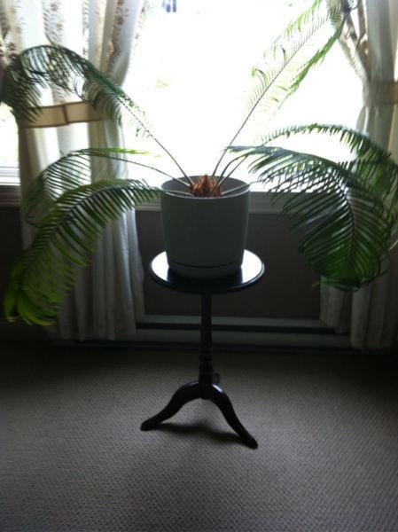 Indoor Tropical Plant