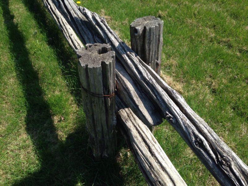 Old ceader fence posts