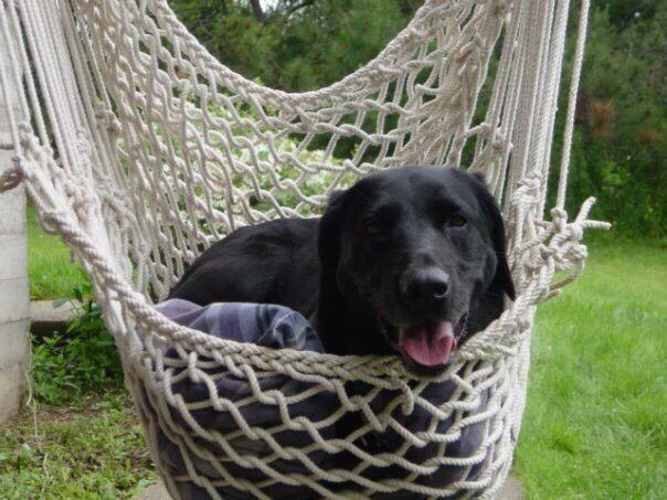 Comfy seated hanging hammock