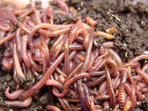 1 Lb of Red Wigglers for Sale for Vermicomposting