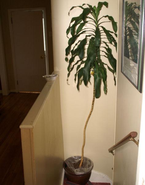 Plant - Large and extremely healthy Dracaena