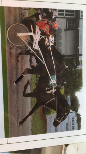 3 race horses for sale