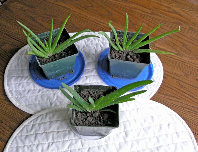 Aloe Plants (3 on Choice)