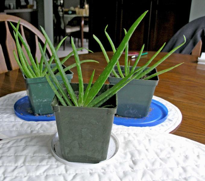 Aloe Plants (3 on Choice)