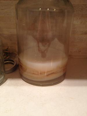 Kombucha SCOBY and starter for sale