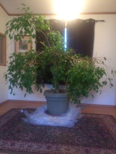 Fig Tree for Sale