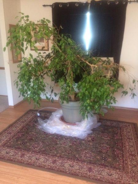 Fig Tree for Sale