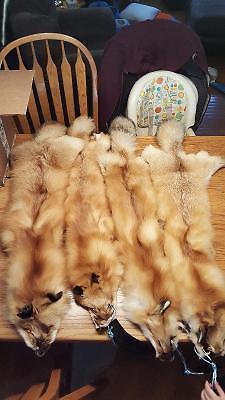 Tanned fox pelts