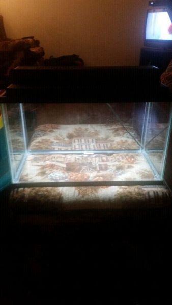 Fish or lizard tank or a spider