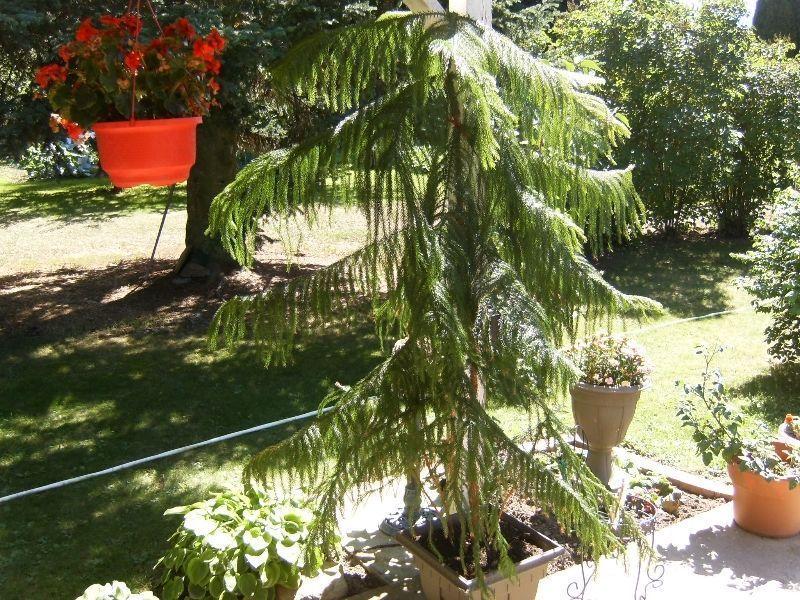 Norfolk Island Pine tree -- free to good home