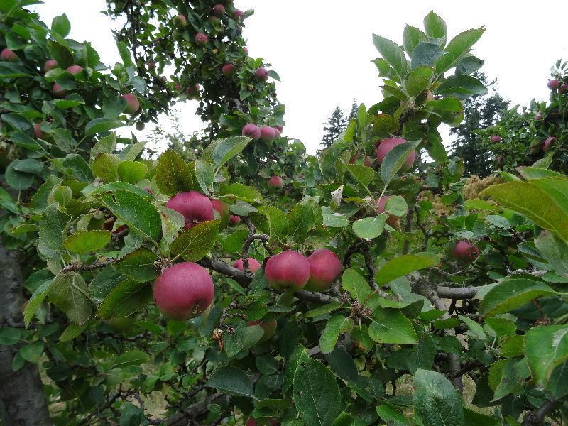 Fresh Organic Apples and Plums (New Crop)