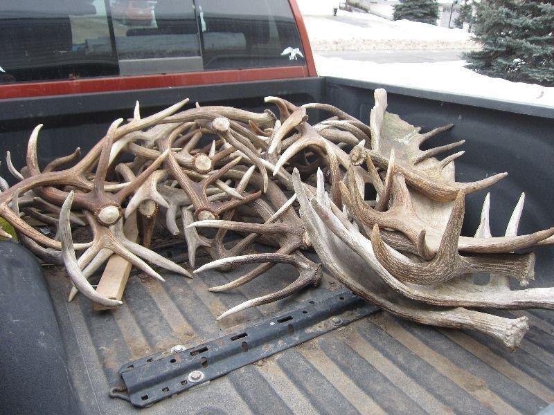 Wanted: BUYING ALL NATURAL ANTLER SHEDS