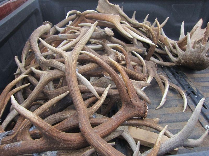 Wanted: BUYING ALL NATURAL ANTLER SHEDS