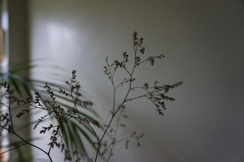 WEDDING DÉCOR FLORAL LACY DRIED SEA LAVENDER STATICE - $25 (Abbo