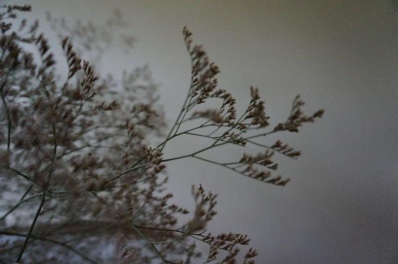 WEDDING DÉCOR FLORAL LACY DRIED SEA LAVENDER STATICE - $25 (Abbo