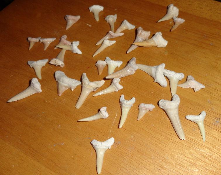 Odontaspis cuspidata, shark teeth. Elegans FOSSILS - $5 Each