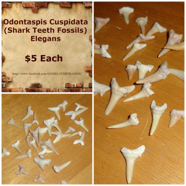 Odontaspis cuspidata, shark teeth. Elegans FOSSILS - $5 Each