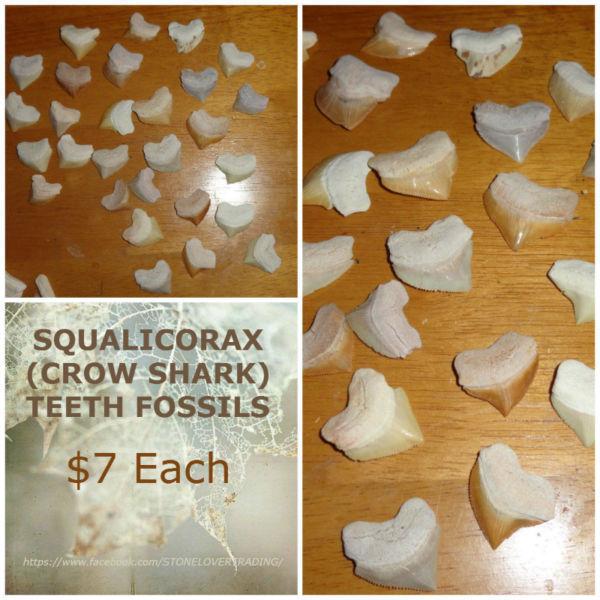 SQUALICORAX (CROW SHARK) TEETH FOSSILS - $7 Each