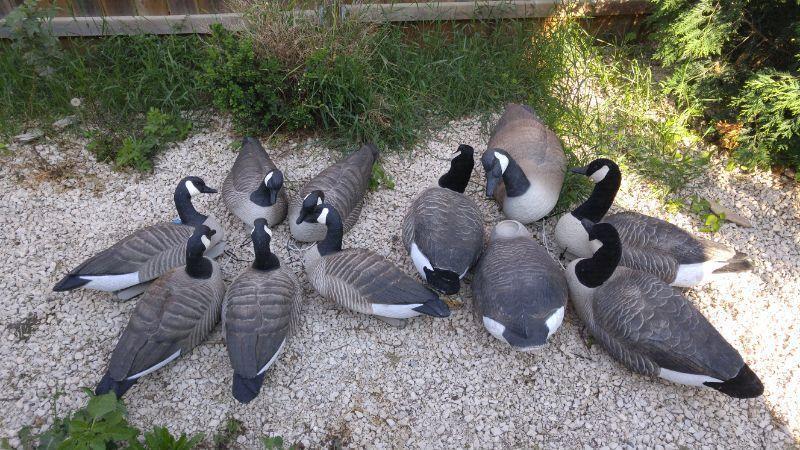 10 Canada goose floating decoys