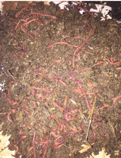 Composting Red Wigglers