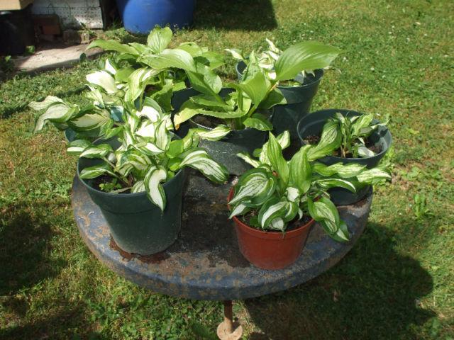 Perennial plants: Hosta, Buttercup,Hydrangea