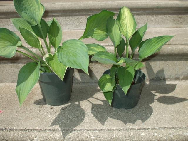 Perennial plants: Hosta, Buttercup,Hydrangea