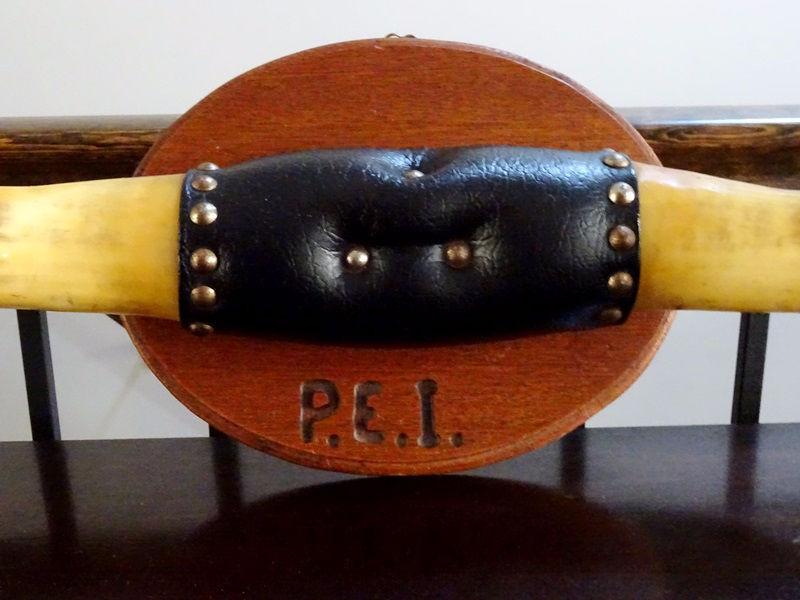 WATER BUFFALO HORNS mounted studded leather MAN CAVE cowboy PEI