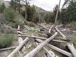 Wanted: Looking for Dead or Fallen trees to be cut and hauled away!