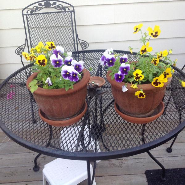 4 clay pots with pansies