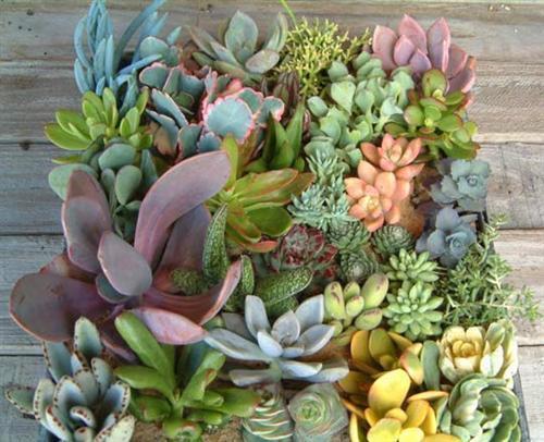 Wanted: Succulents/ cactus
