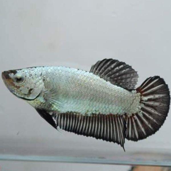 Koi & Black Dragon Halfmoon Plakat Betta Fish (Males & Females)