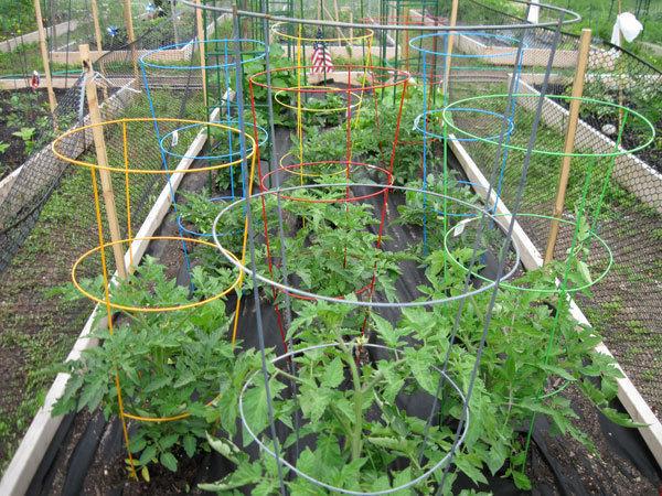 Wanted: Looking for second hand tomato cages!
