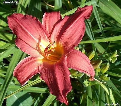 Perennials and Daylilies from Canning Daylily Farm for Sale