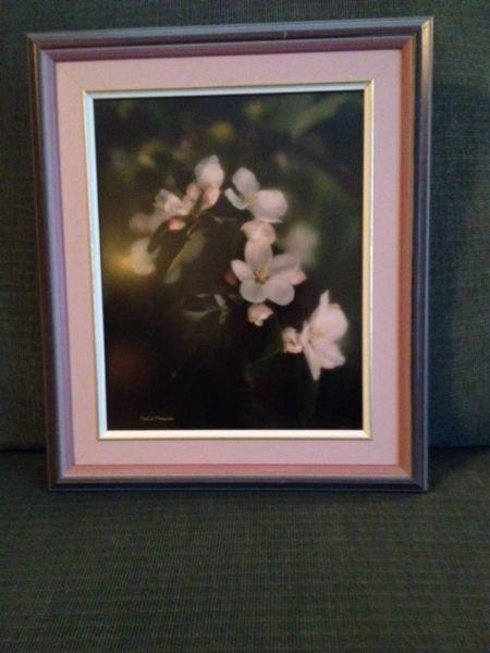 Framed Photo of Apple Blossoms